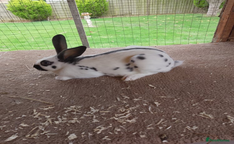 English Spot rabbits - Advert 1