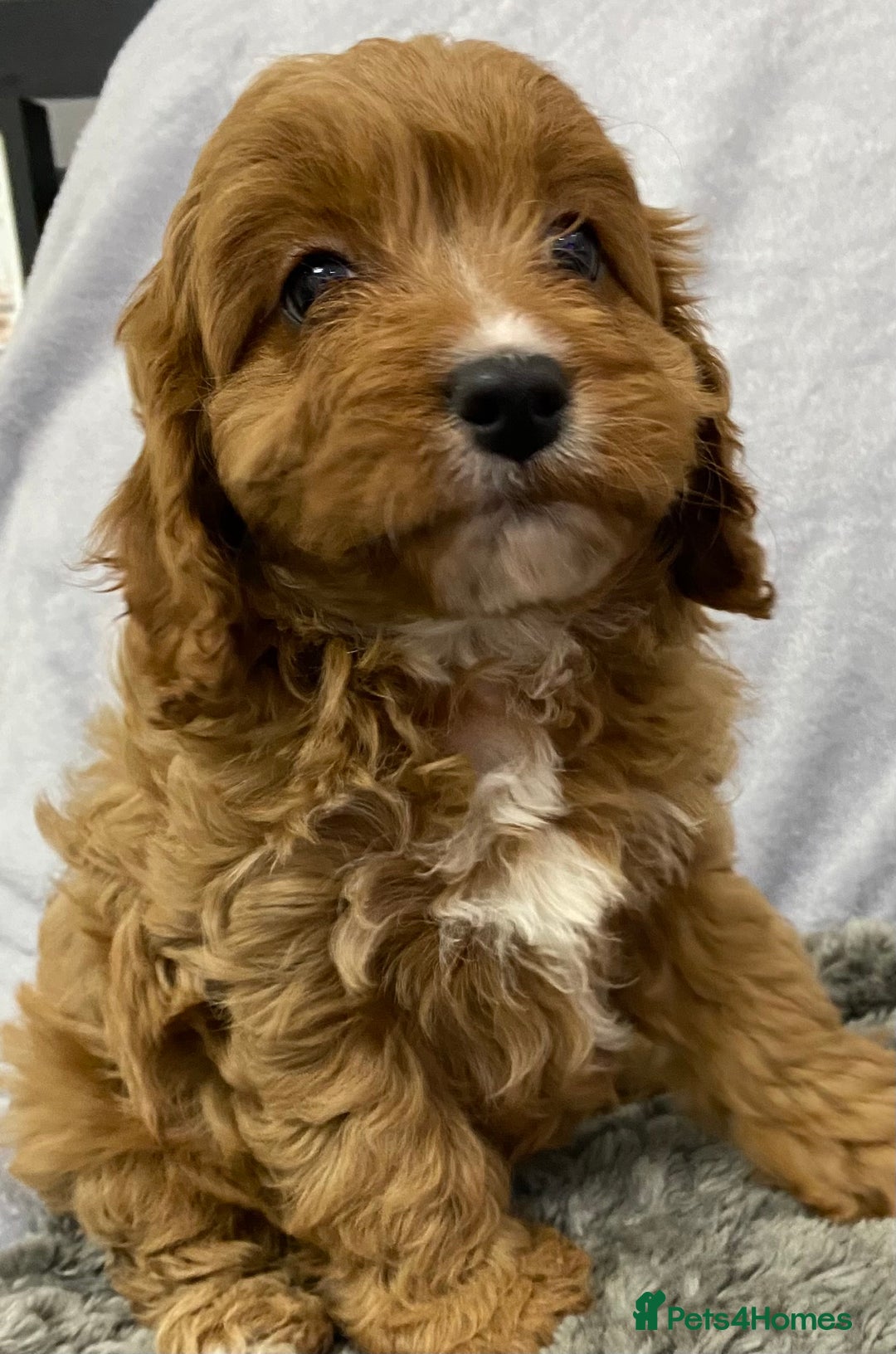 Cavapoo dogs for sale: Cute Cavapoo - Advert 11