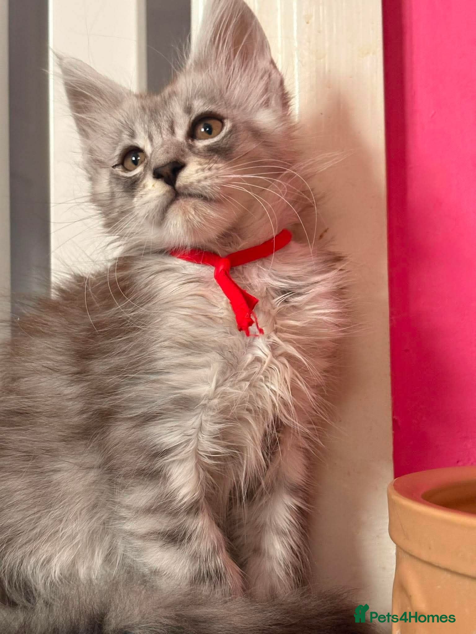 Maine Coon cats 🌟 Stunning Tica Registered Maine Coon Kittens 🌟  - Advert 15