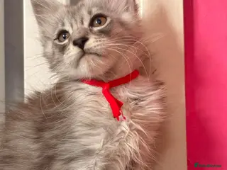 Maine Coon cats 🌟 Stunning Tica Registered Maine Coon Kittens 🌟 - Advert 4