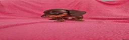 Miniature Dachshund dogs for sale: Quality Miniature Dachshund Puppies  - Advert 4