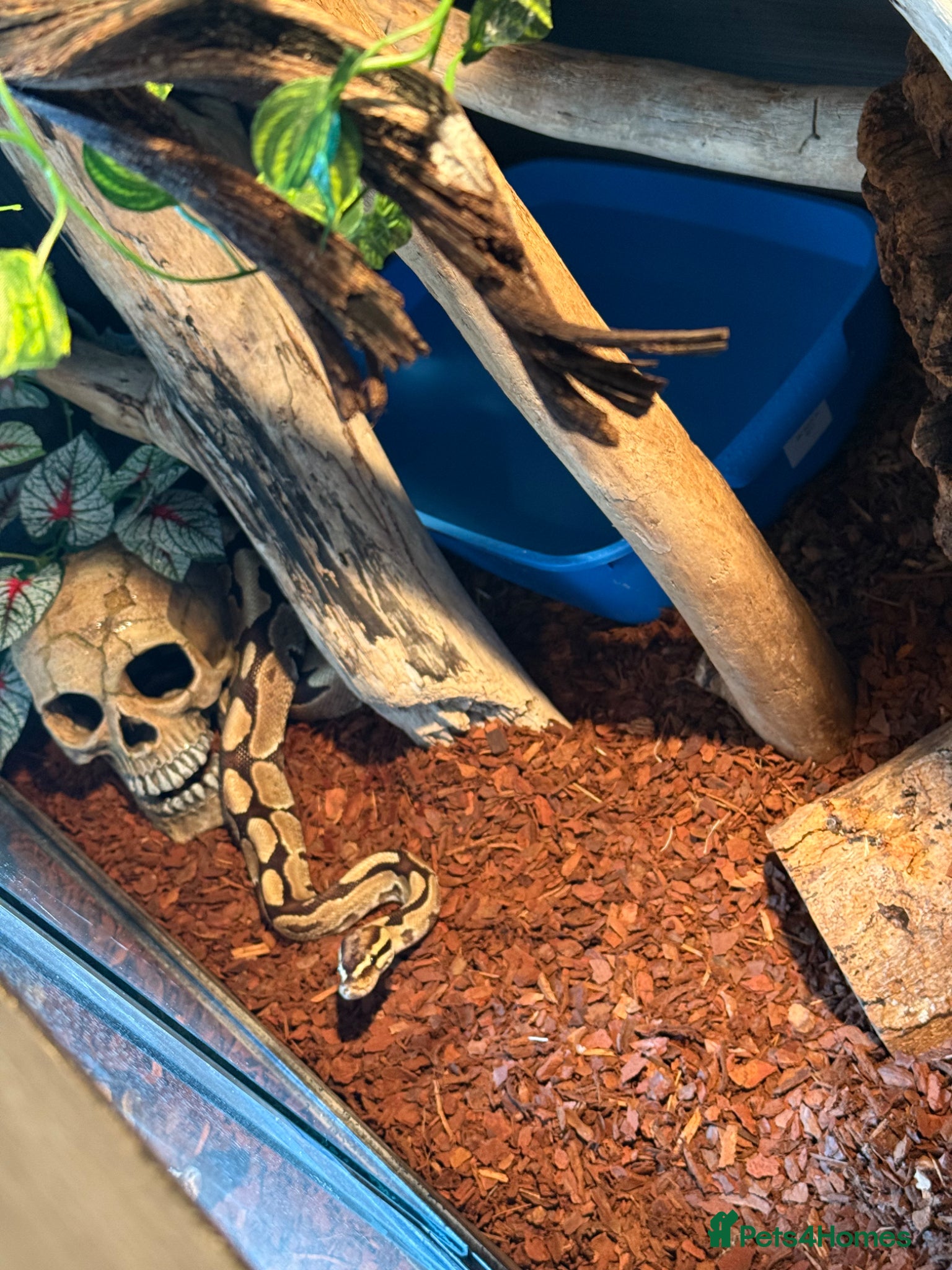 Python Snake reptiles Female ball python with everything included  - Advert 2