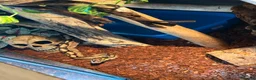 Python Snake reptiles for sale: Female ball python with everything included  - Advert 1