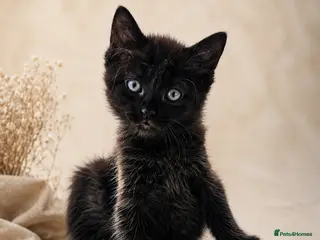 Ragdoll cats Adorable Ragdoll x Bombay Kittens - Advert 12