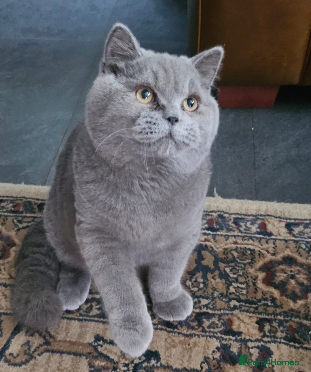British Shorthair cats for sale: Chunky Blue boy - Image 3