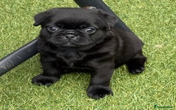 Pug dogs for sale: stunning KC Registered PUG puppies  - Image 6