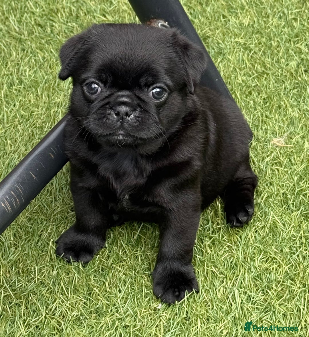 Pug dogs for sale: stunning KC Registered PUG puppies  - Image 6