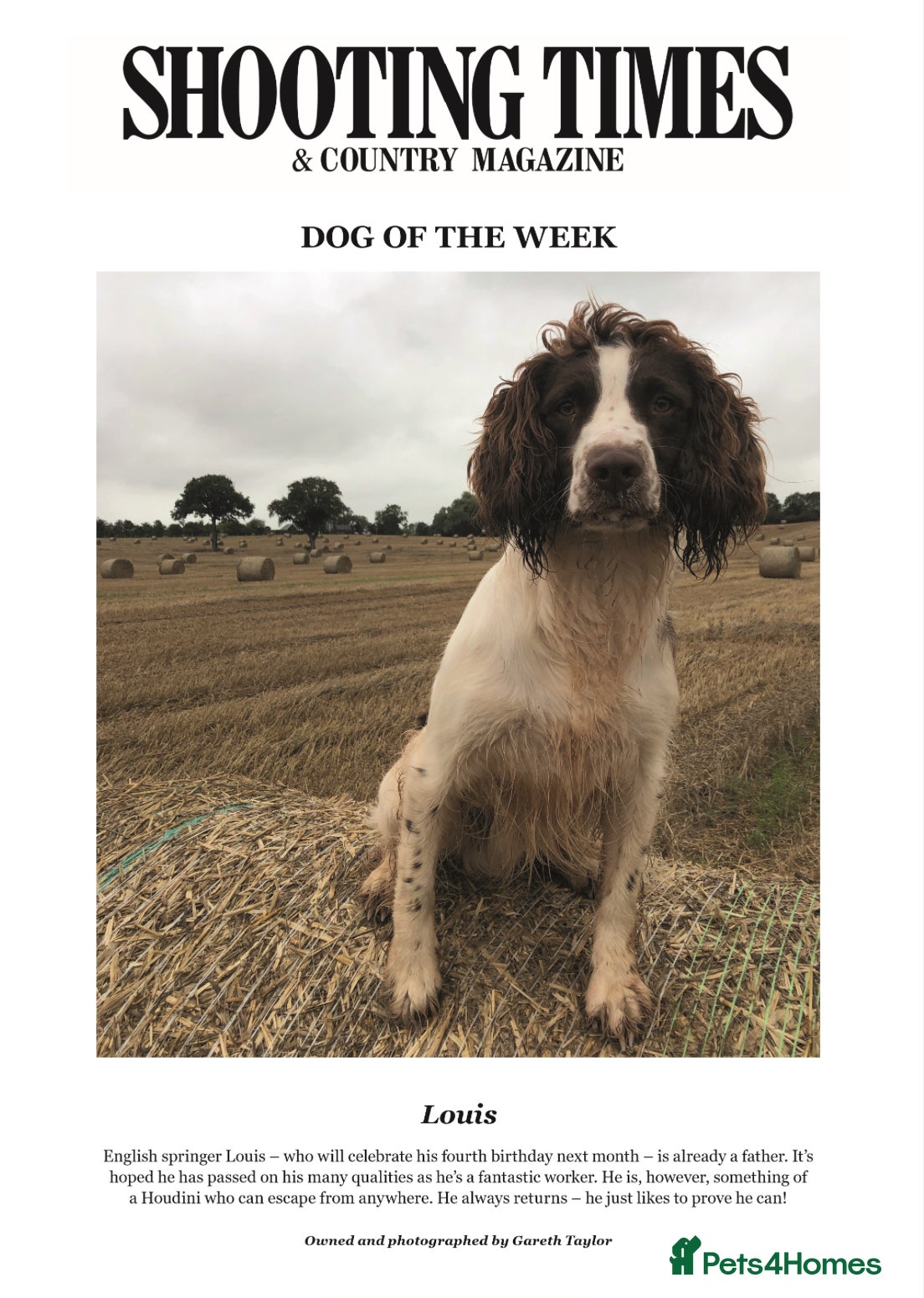 English Springer Spaniel dogs KC Reg English Springer Spaniel Puppies For Sale - Advert 1