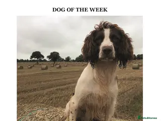 English Springer Spaniel dogs KC Reg English Springer Spaniel Puppies For Sale - Advert 3