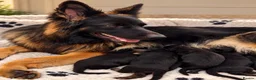 German Shepherd dogs for sale: Exceptional Long-Haired German Shepherd Puppies - Advert 9