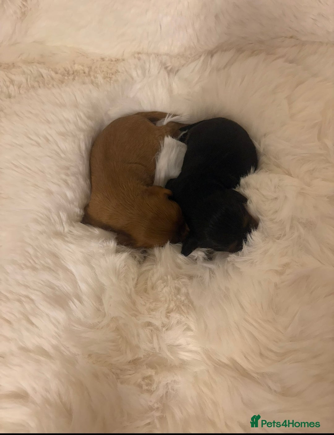 Cavalier King Charles Spaniel dogs for sale: Extensively health tested cute Cavalier puppy’s  - Advert 6