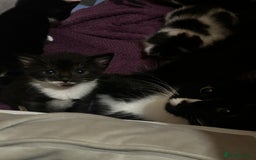 Mixed Breed cats for sale: 🐾 Kittens Ready for Their Forever Homes 🐾 - Image 9