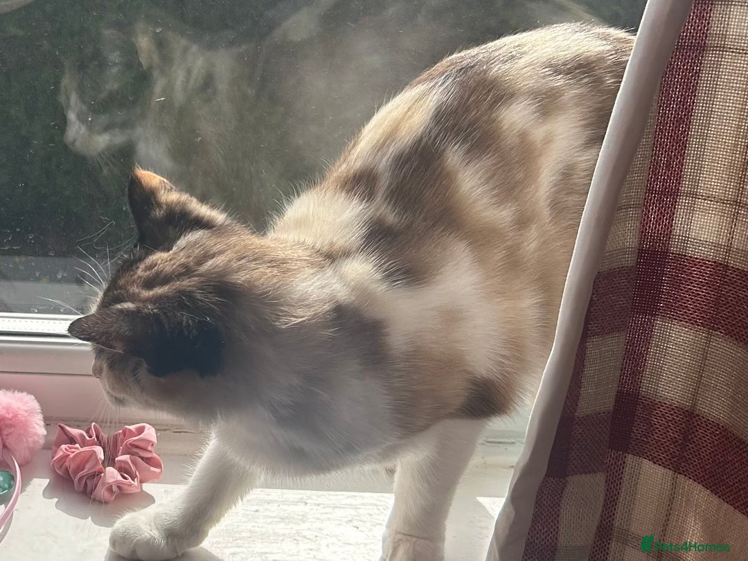 Ragdoll cats for sale: Blue eyed female ragdoll  - Advert 6