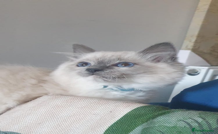 Ragdoll cats Beautiful GCCF Blue Mitted Kitten Available. - Advert 6