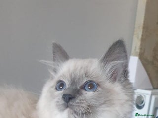 Ragdoll cats Beautiful GCCF Blue Mitted Kitten Available. - Advert 1