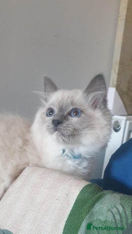 Ragdoll cats Beautiful GCCF Blue Mitted Kitten Available. - Advert 6