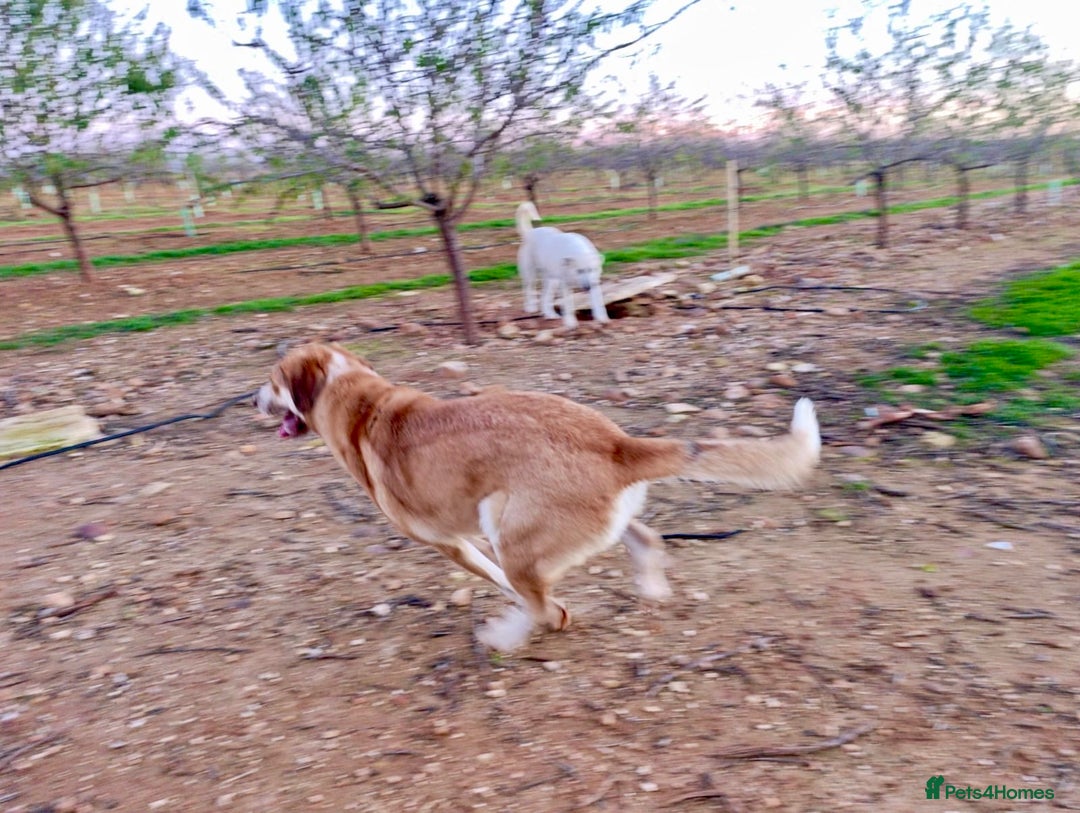 Mixed Breed dogs for adoption: ‼️🚨URGENT‼️🚨 BLANCHIEVES🩷🐾 - Advert 10