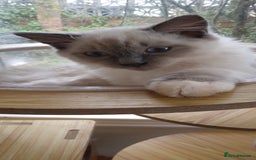 Siberian cats for sale: Beautiful pure Ragdoll  - Image 8