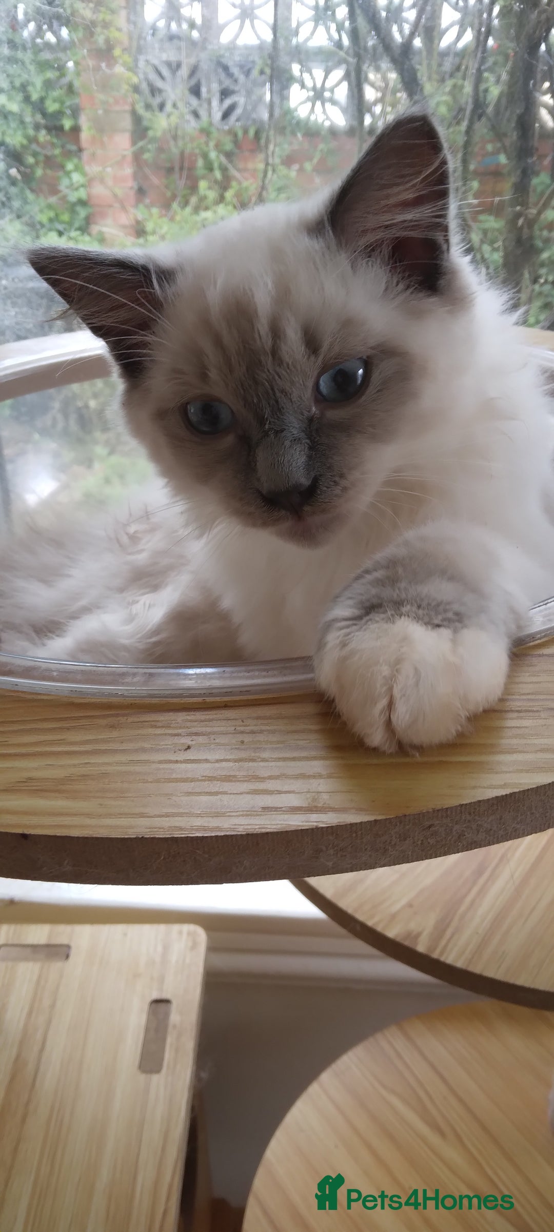 Siberian cats for sale: Beautiful pure Ragdoll  - Image 8