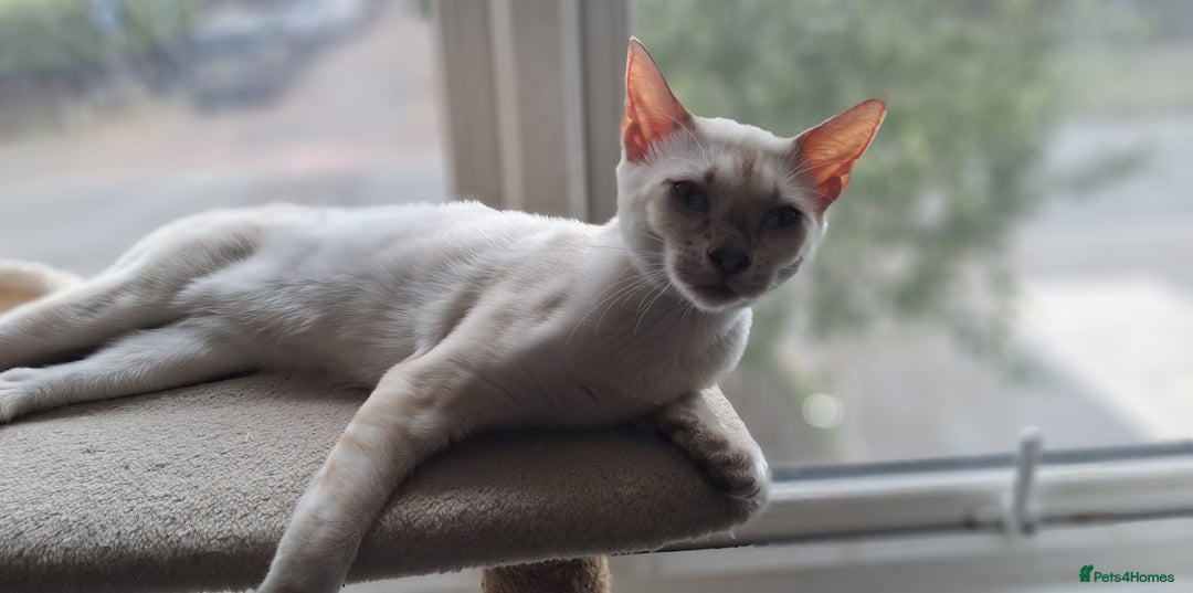 Bengal cats for sale: Pure Bengal kitten in Cheltenham - Image 4