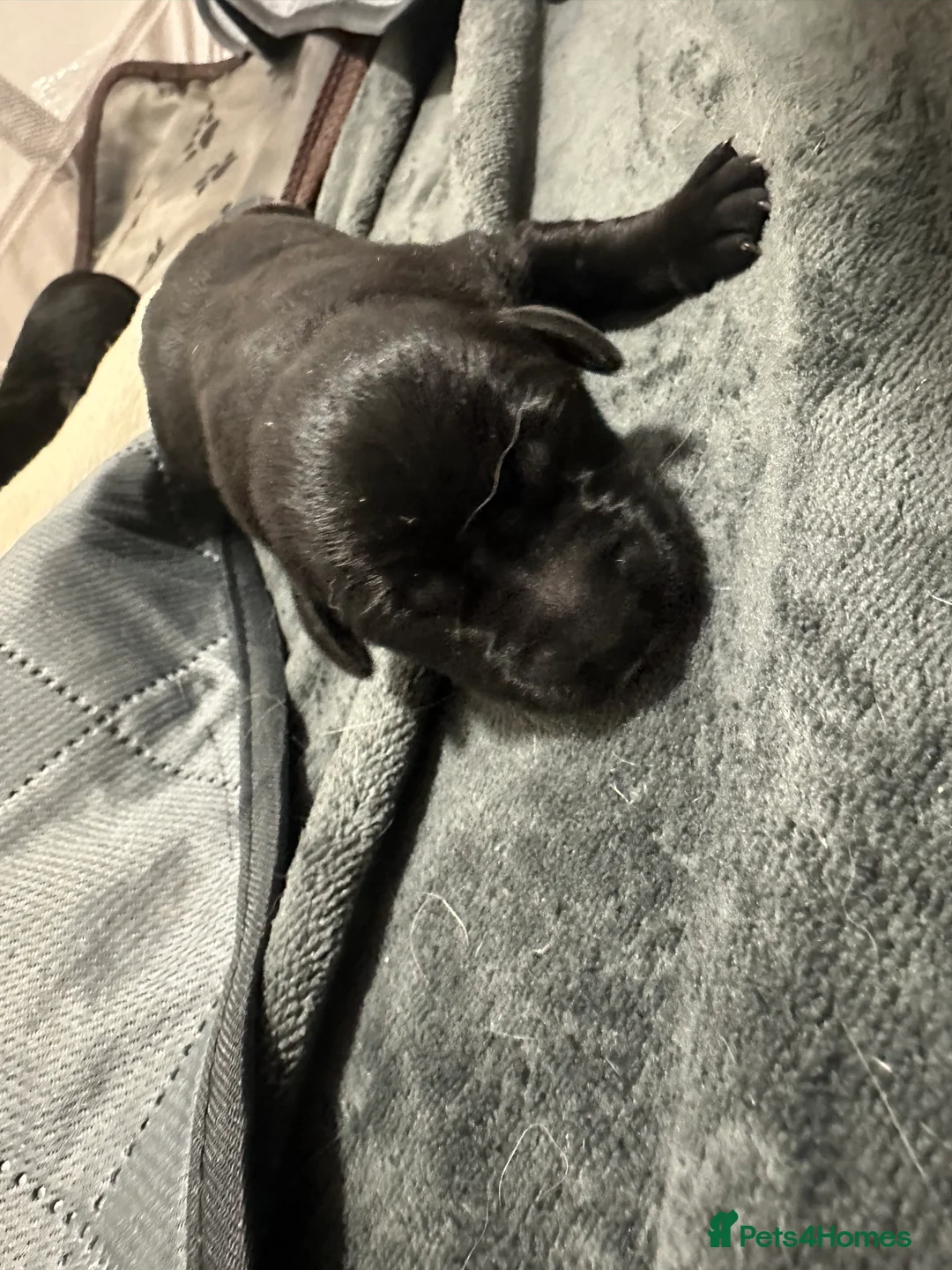 Goldador dogs for sale: Beautiful Goldador Pups  - Advert 3