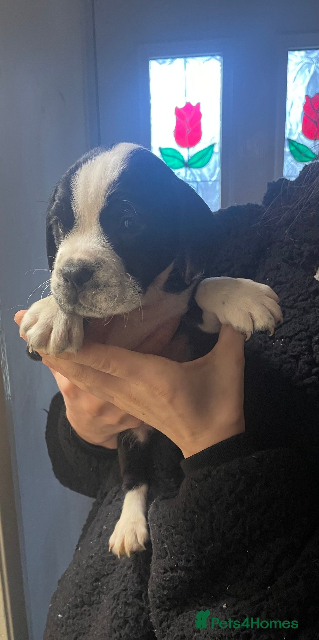 Mixed Breed dogs for sale:  Springer spaniel cross olde English bulldogge  - Advert 4