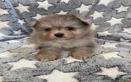 Pomeranian dogs for sale: Pomeranian puppies - Image 10