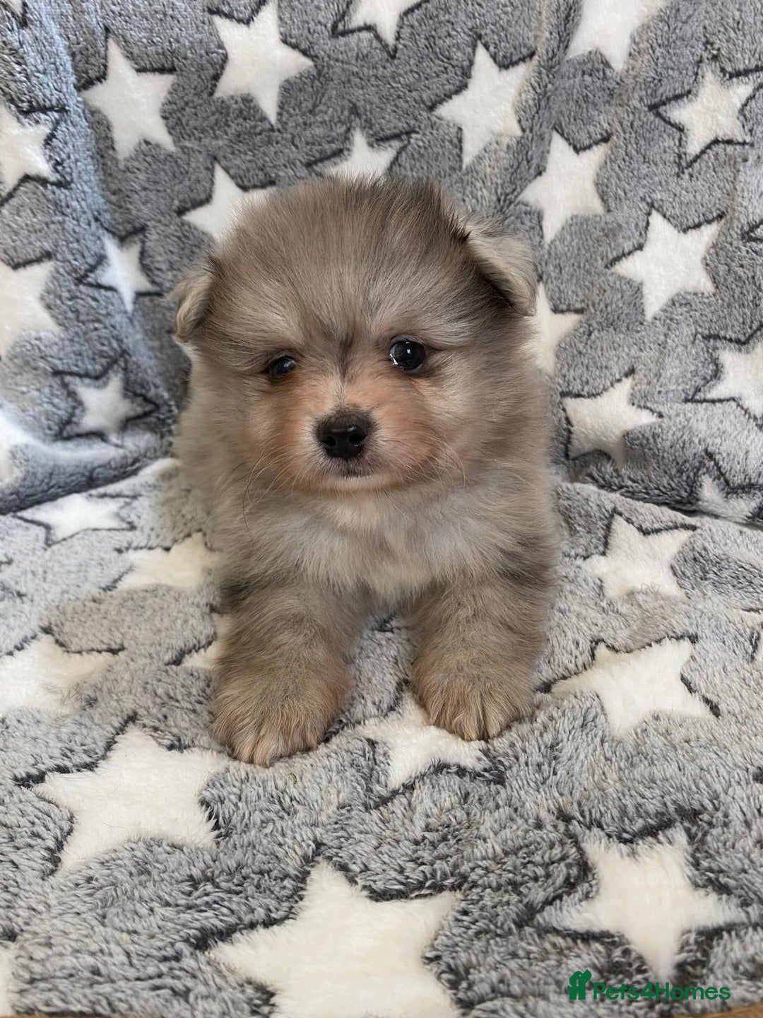 Pomeranian dogs for sale: Pomeranian puppies - Image 10