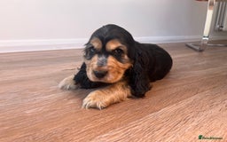 Cocker Spaniel dogs for sale: Show type cocker spaniel  - Image 7