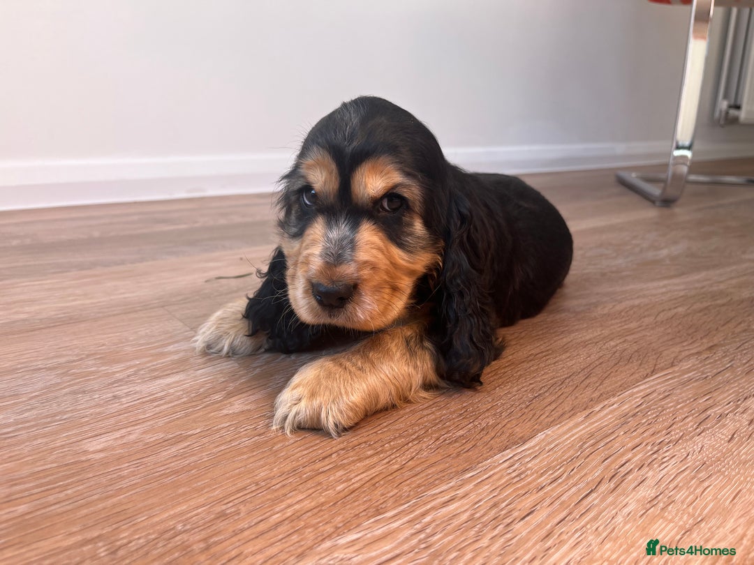 Cocker Spaniel dogs for sale: Show type cocker spaniel  - Image 7