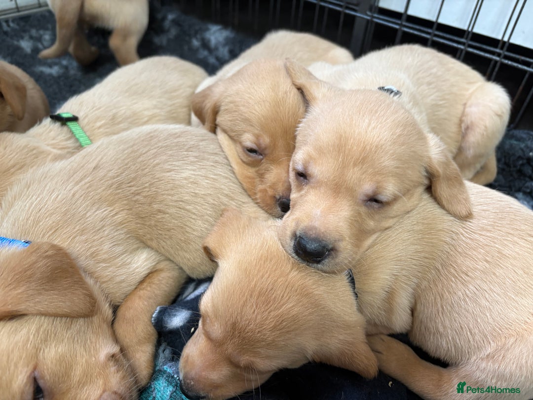 Labrador Retriever dogs for sale: Most Beautiful litter of KC Reg Fox Labradors - Advert 10
