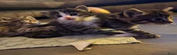 Mixed Breed cats for sale: 5 beautiful kittens for sale 3 girls 2 boys  in London - Advert 6