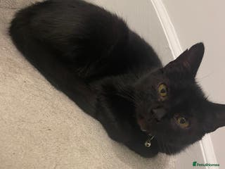 Mixed Breed cats Black cat looking for her forever home. - Advert 10