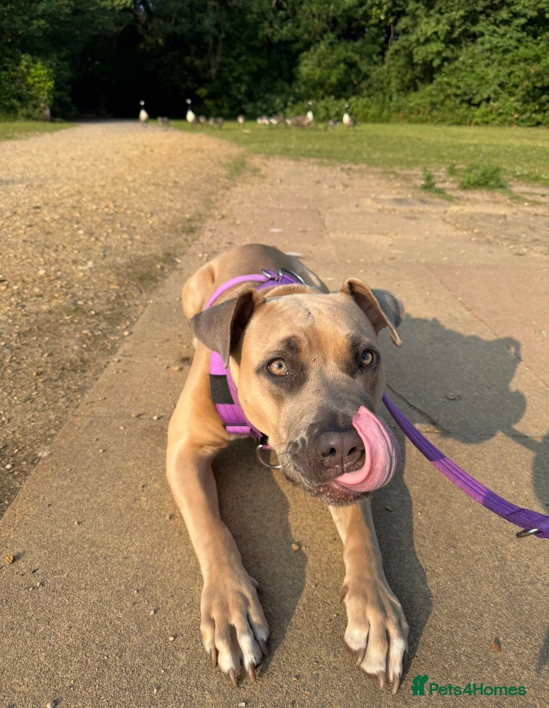 Mixed Breed dogs for sale: 🐾 BONNIE – LARGE BREED EXPERIENCE HOME NEEDED 🐾 - Advert 1