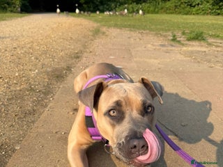 Mixed Breed dogs 🐾 BONNIE – LARGE BREED EXPERIENCE HOME NEEDED 🐾 - Advert 2