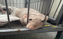 Rat rodents for sale: 2 male rats ( with cage) - Image 2