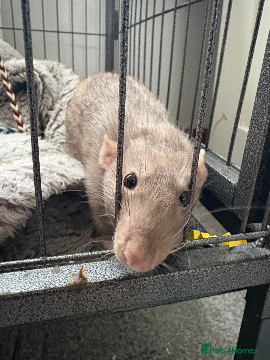 Rat rodents for sale: 2 male rats ( with cage) - Image 2