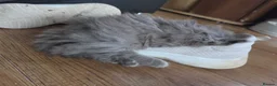 Persian cats for sale: 5 amazing persian kittens ready soon - Advert 5