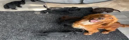 Cocker Spaniel dogs for sale: Beautiful Cocker Spaniel Puppies–4 Girls & 6 Boys - Advert 9
