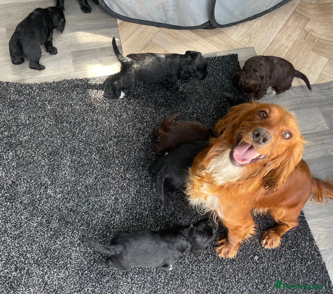 Cocker Spaniel dogs for sale: Beautiful Cocker Spaniel Puppies–4 Girls & 6 Boys - Advert 9