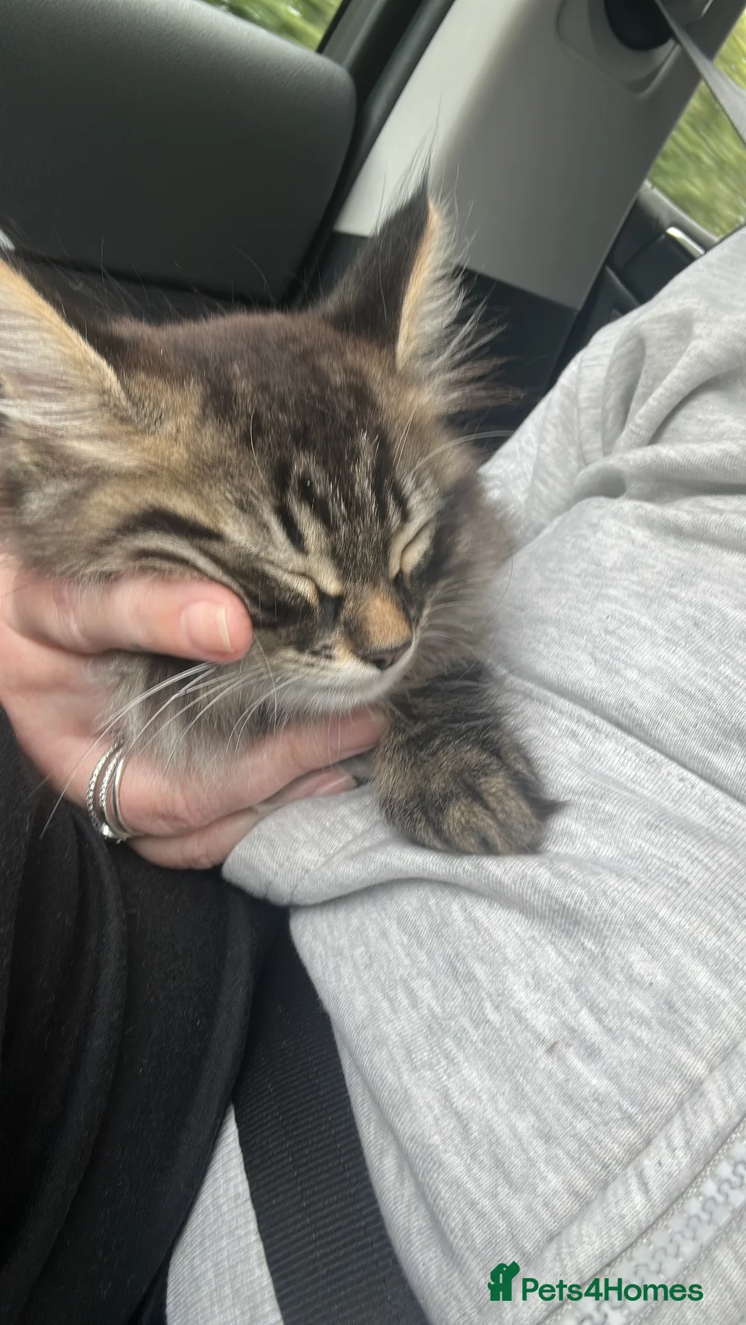 Maine Coon cats for sale: Stunning 9 week old male Maine Coon - Advert 11