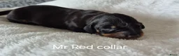 Miniature Dachshund dogs for sale: Litter of 5 beautiful boys - Advert 6