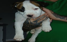 Mixed Breed dogs for sale: 3 loving puppys for sale - Image 13