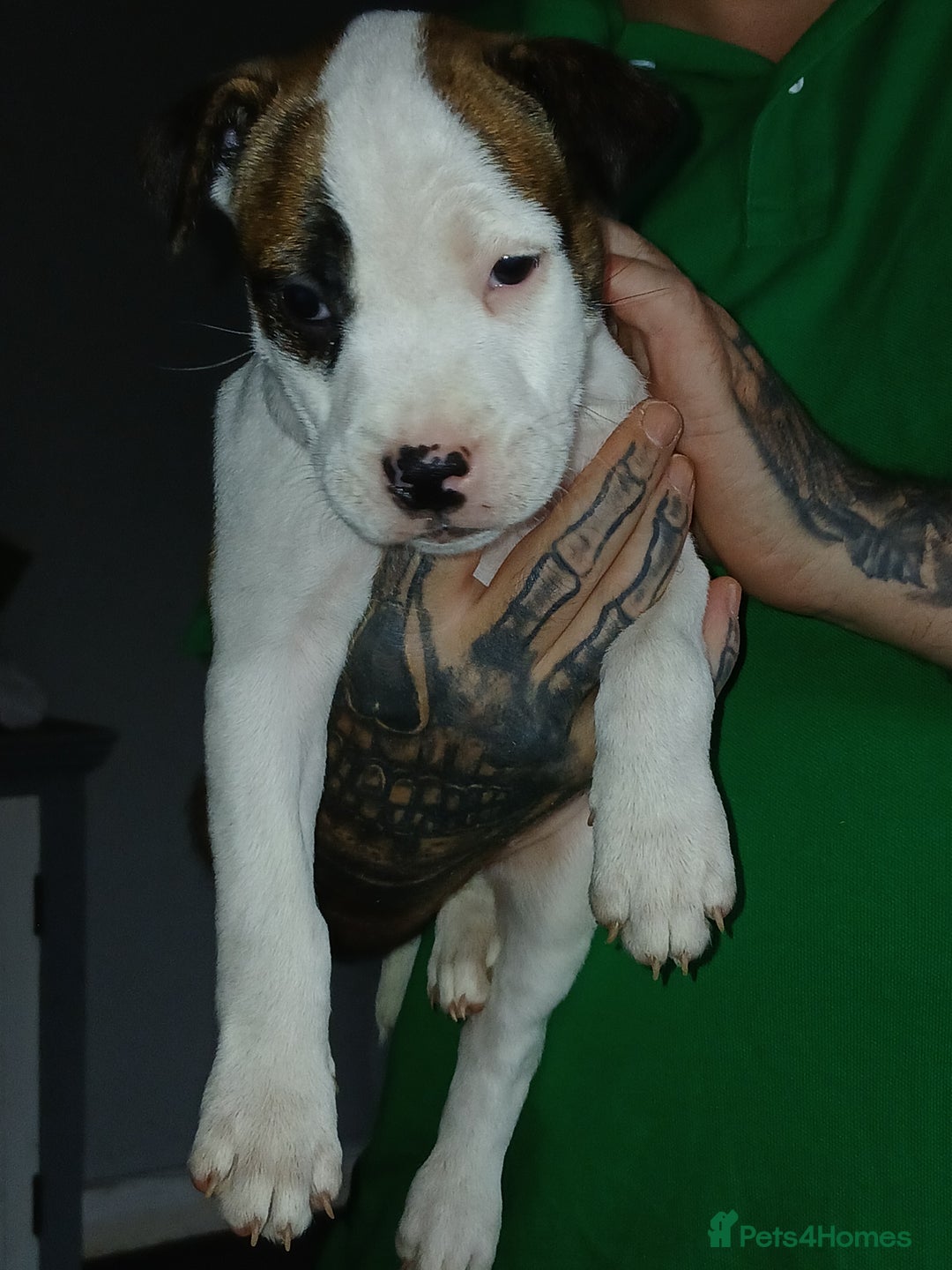 Mixed Breed dogs for sale: 3 loving puppys for sale - Image 13