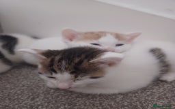 British Shorthair cats for sale: 4 gorgeous girls - Image 2