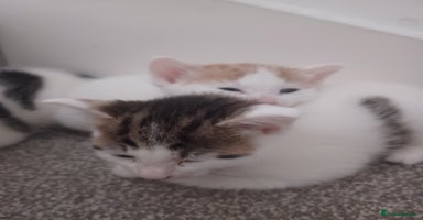 British Shorthair cats - Advert 11