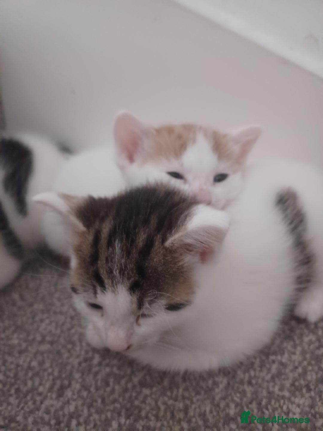 British Shorthair cats for sale: 4 gorgeous girls - Image 2