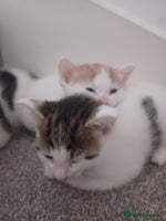British Shorthair cats - Advert 4