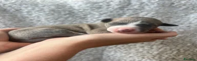 Puppy 2