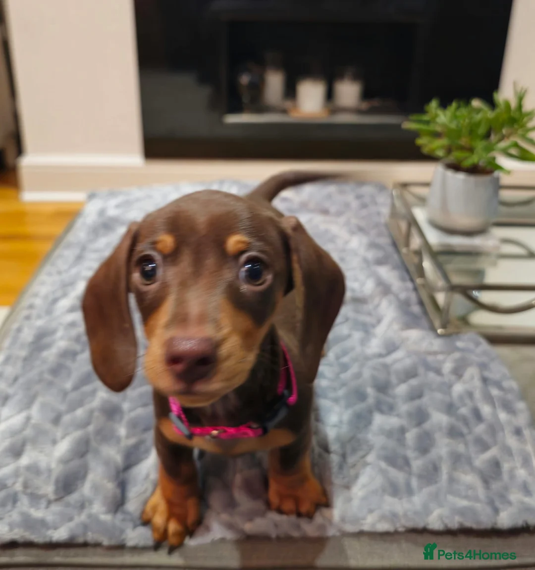 Miniature Dachshund dogs for sale: Chocolate & Tan KC Miniature Dachshund Puppies - Advert 12